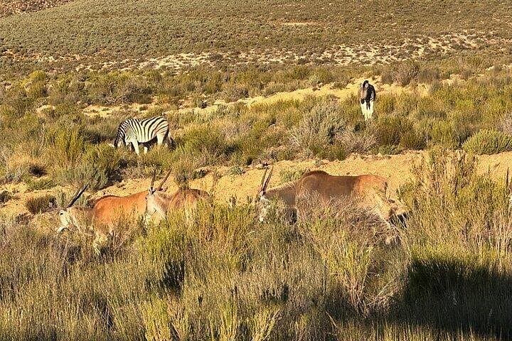 3-Day West Coast Safari & Beach Buggy Fynbos Adventure in Paternoster photo 2