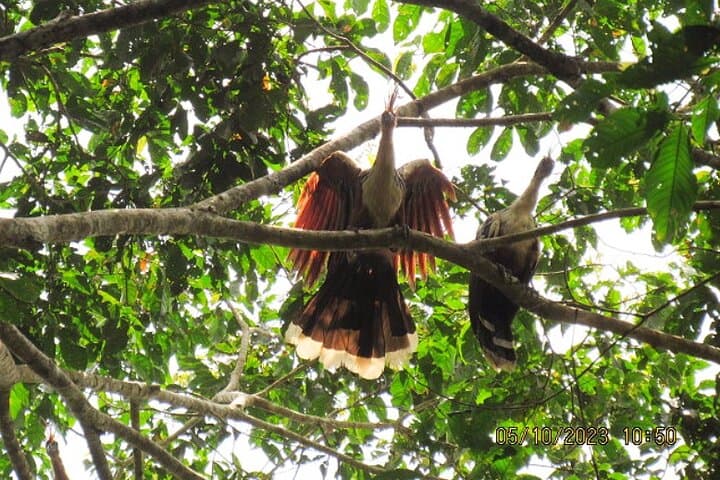 7-Day All-Inclusive Amazon Jungle Lodge Adventure from Iquitos photo 6