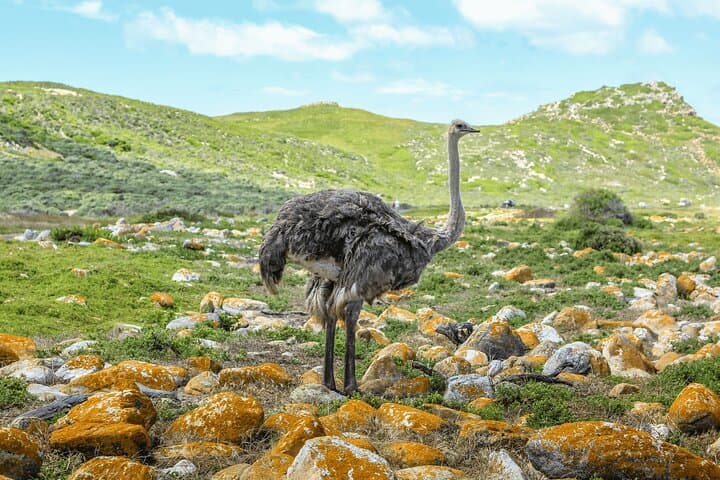 Table Mountain & Cape Point Private Day Tour — Penguins, Cableway & Coastal Views photo 2