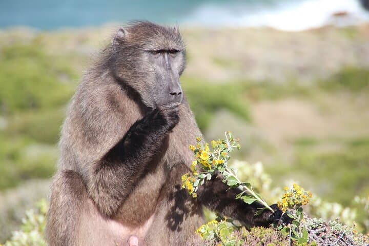 Table Mountain & Cape Point Private Day Tour — Penguins, Cableway & Coastal Views photo 4