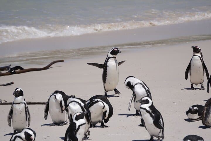 Table Mountain & Cape Point Private Day Tour — Penguins, Cableway & Coastal Views photo 5