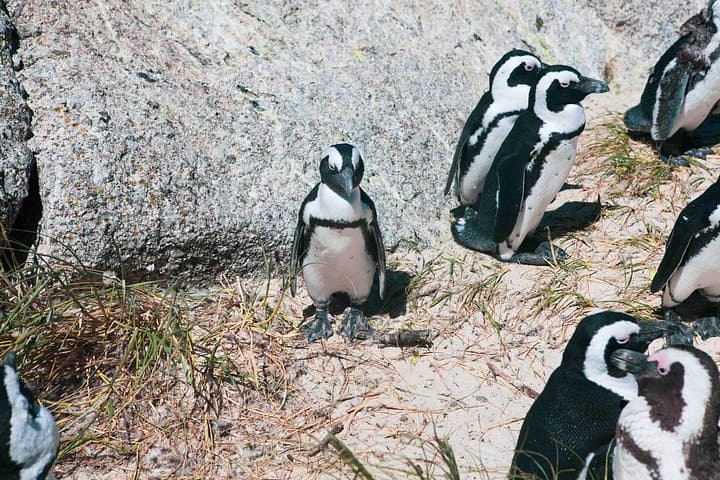Cape Peninsula Full-Day: Table Mountain, Cape of Good Hope & Boulders Beach photo 3