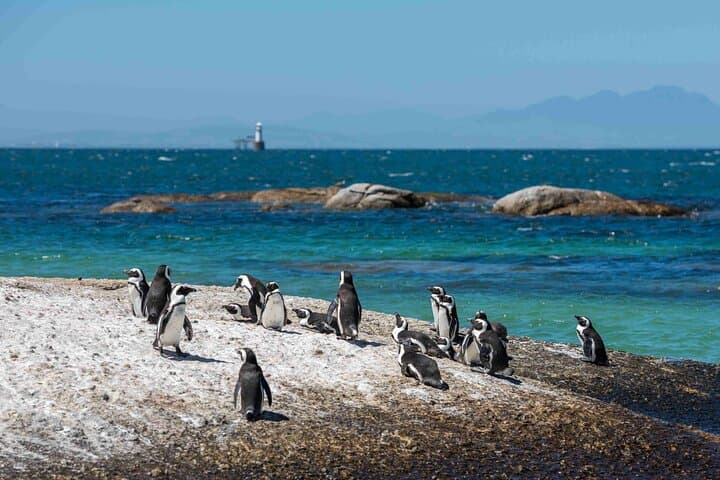 Boulders Beach Penguin Watching: Half‑Day Seaboard Drive & Penguin Swim near Cape Town photo 4