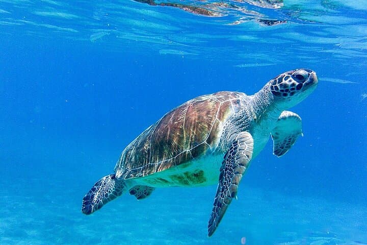 Curacao Blue Experience: Snorkel with Turtles & Beach-Hop to Kenepa, Kalki & Playa Grandi