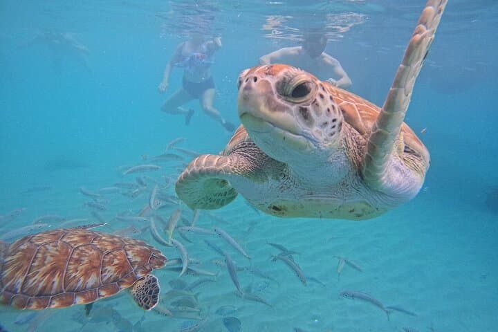 Curacao Blue Experience: Snorkel with Turtles & Beach-Hop to Kenepa, Kalki & Playa Grandi photo 2