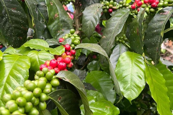 Bogota to Finca Cafetera: Private Coffee Farm Tour & Tasting photo 5