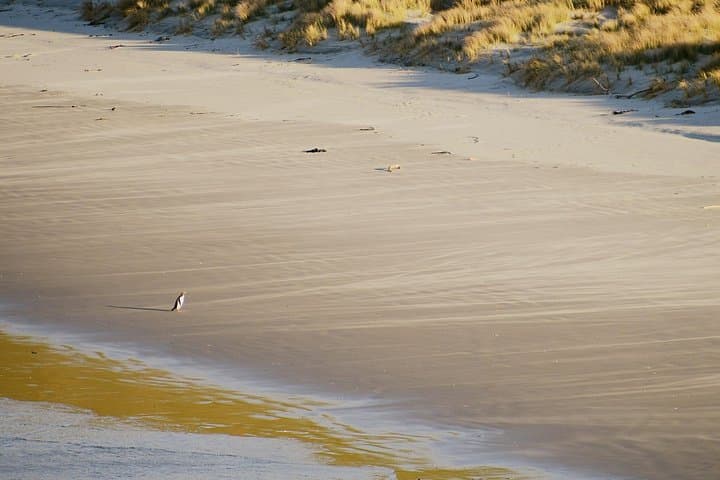 Twilight at The OPERA: Otago Peninsula Yellow‑Eyed Penguin Sunset Tour photo 3