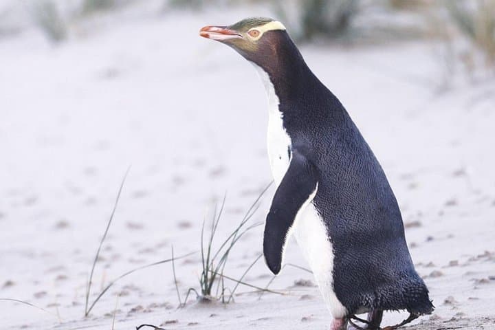 Twilight at The OPERA: Otago Peninsula Yellow‑Eyed Penguin Sunset Tour photo 4