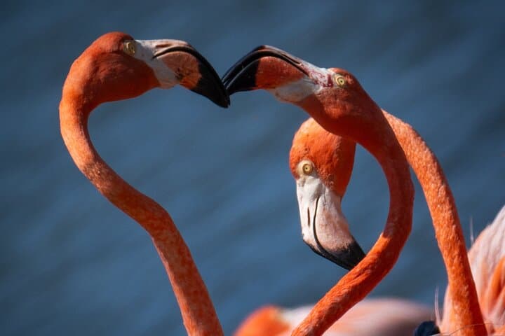 Private South Bonaire Island & Snorkeling Tour — Salt Flats, Slave Huts & Turquoise Reefs photo 4