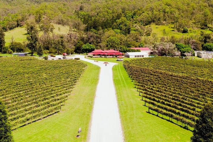 O'Reilly's Rainforest Retreat & Vineyard Day Tour from Gold Coast photo 5