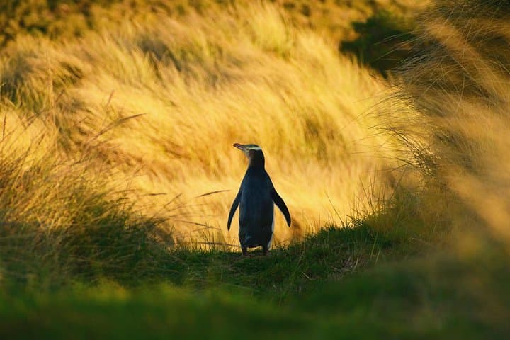 Twilight at The OPERA: Otago Peninsula Yellow‑Eyed Penguin Sunset Tour photo 2