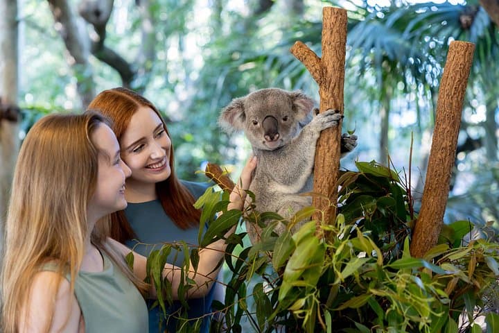 Lone Pine Koala Sanctuary Day Pass — Meet Koalas & Native Wildlife Near Brisbane