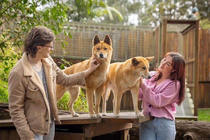 Lone Pine Koala Sanctuary Day Pass — Meet Koalas & Native Wildlife Near Brisbane photo 4