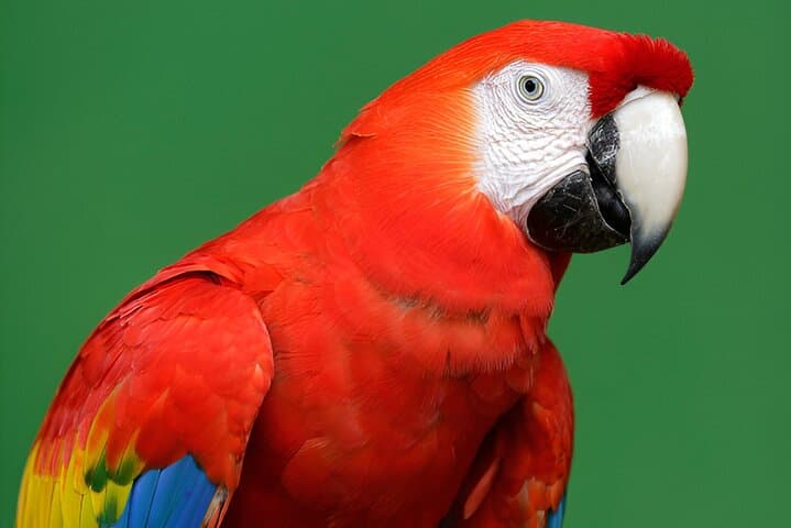 Bird Paradise Singapore: Practical Guide to Mandai’s 50-Acre Aviary photo 4