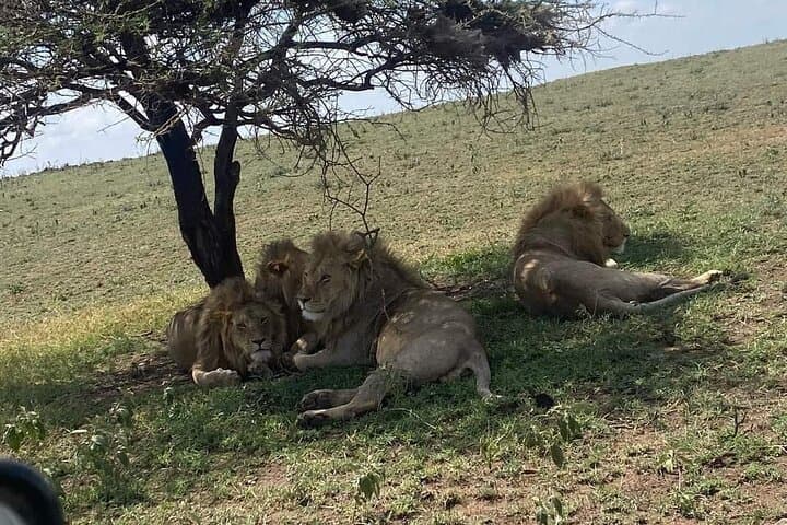 Train to Mikumi: One-Day Safari from Dar es Salaam