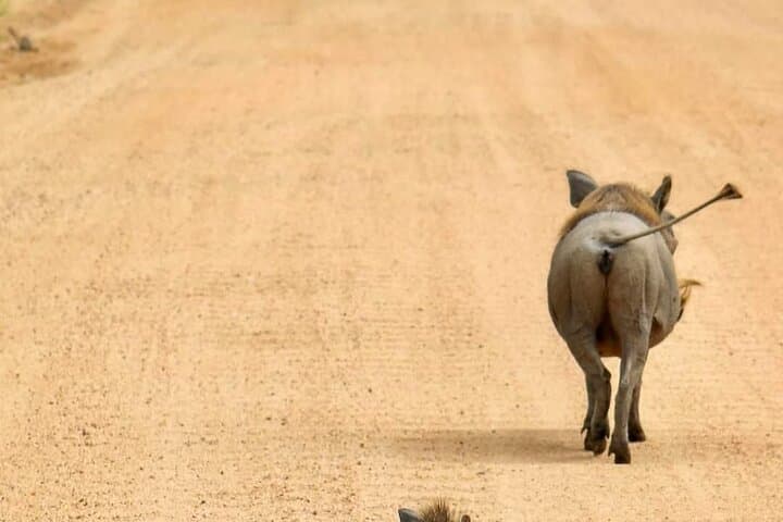 Train to Mikumi: One-Day Safari from Dar es Salaam photo 2