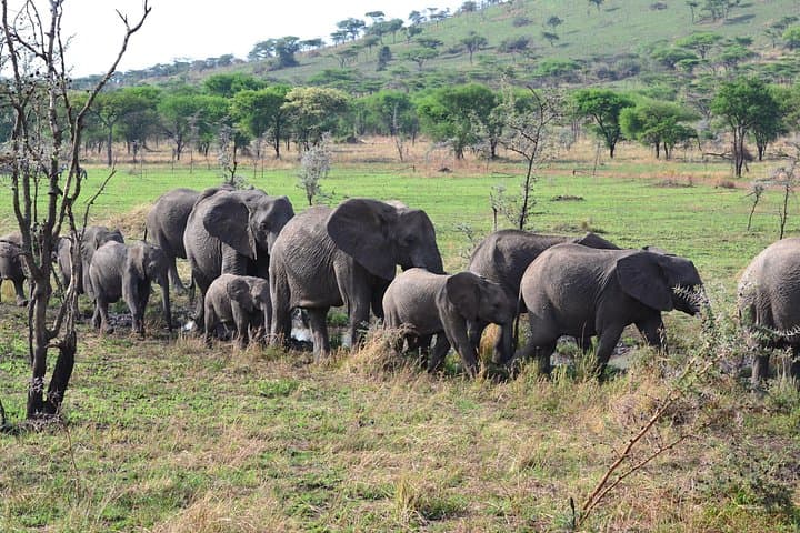 Zanzibar to Serengeti: 7-Day Luxury Flying Safari & Great Migration photo 2