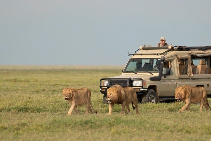Explore Nairobi National Park: Half-Day Game Drive Near Nairobi City photo 4