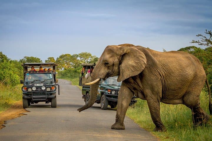 Full-Day Safari in Hluhluwe-Imfolozi Park: Big Five Game Drive from St Lucia