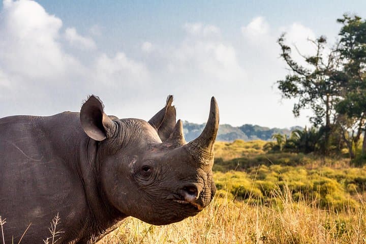 3-Day Safari from Durban: Hluhluwe, iSimangaliso & St Lucia Wildlife Experience photo 4