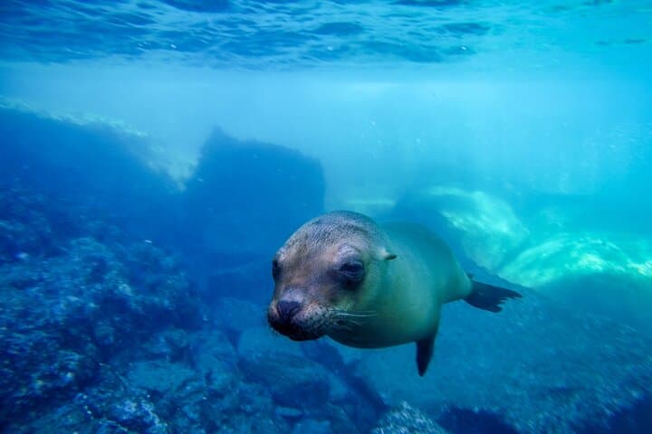 Cabo Dolphin Encounter: Natural Space Bottlenose Experience with Optional Pickup photo 5