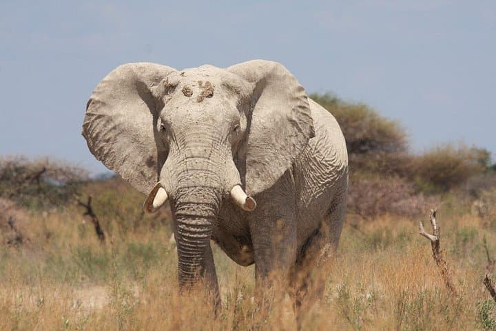 4-Day Boteti, Okavango Delta & Makgadikgadi Pans Safari — Mokoro, Baobabs & Wildlife photo 2