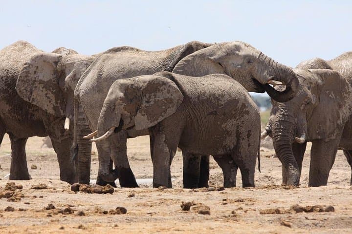 4-Day Boteti, Okavango Delta & Makgadikgadi Pans Safari — Mokoro, Baobabs & Wildlife photo 3