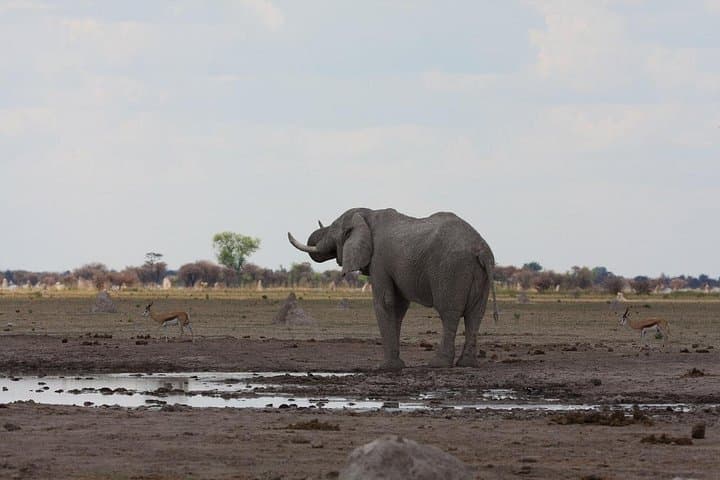 4-Day Boteti, Okavango Delta & Makgadikgadi Pans Safari — Mokoro, Baobabs & Wildlife photo 5