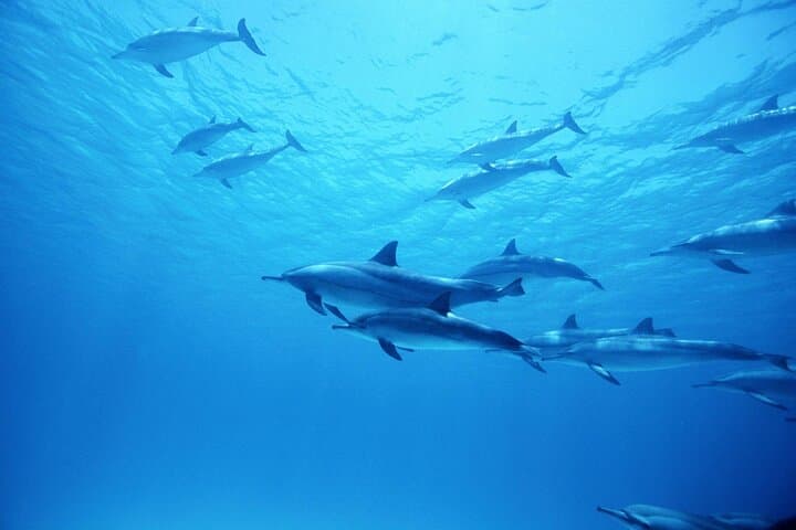 Dolphin House Hurghada: Guided Swim & Snorkel Day Trip with Lunch photo 4