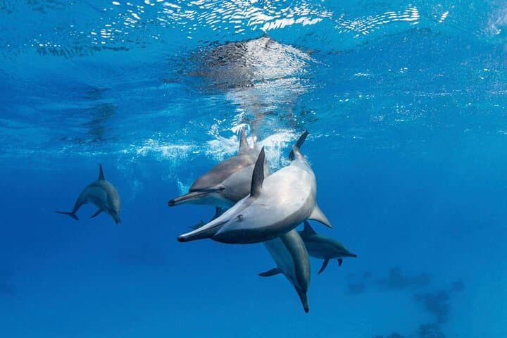 Dolphin House Hurghada: Guided Swim & Snorkel Day Trip with Lunch