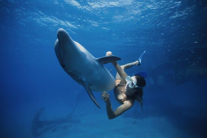 Dolphin House Hurghada: Guided Swim & Snorkel Day Trip with Lunch photo 2