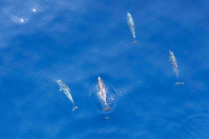 Pelagos Dolphin Watching from Saint-Raphaël: Small-Boat Cetacean Cruise photo 4