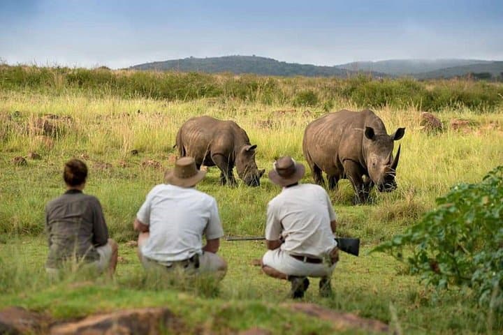 Rhino Private Walking Tour in Livingstone — Guided Bush Walk with Wild Rhinos photo 1