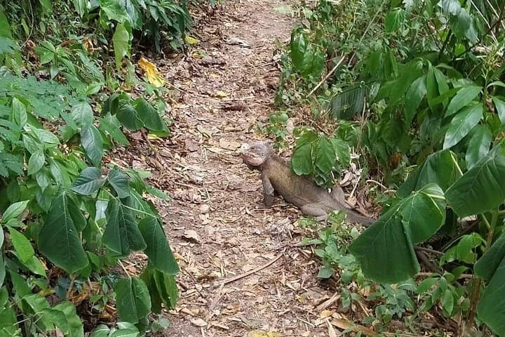 48-Hour Wild Hike & Bivouac on Martinique’s North Coast photo 6