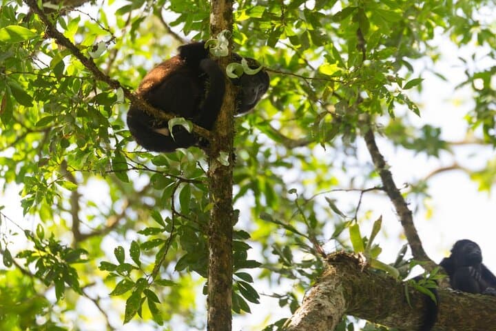 Caño Blanco River Safari: Silent-Boat Wildlife Cruise from La Fortuna photo 4