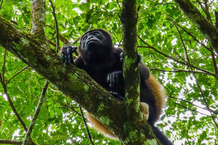 Caño Blanco River Safari: Silent-Boat Wildlife Cruise from La Fortuna photo 6
