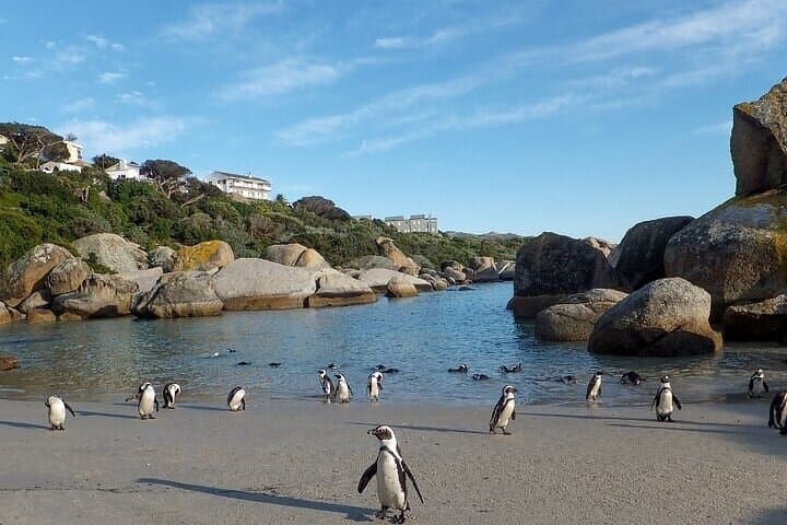 Cape Peninsula Day Tour: Cape Point, Chapman's Peak & Boulders Beach Penguins