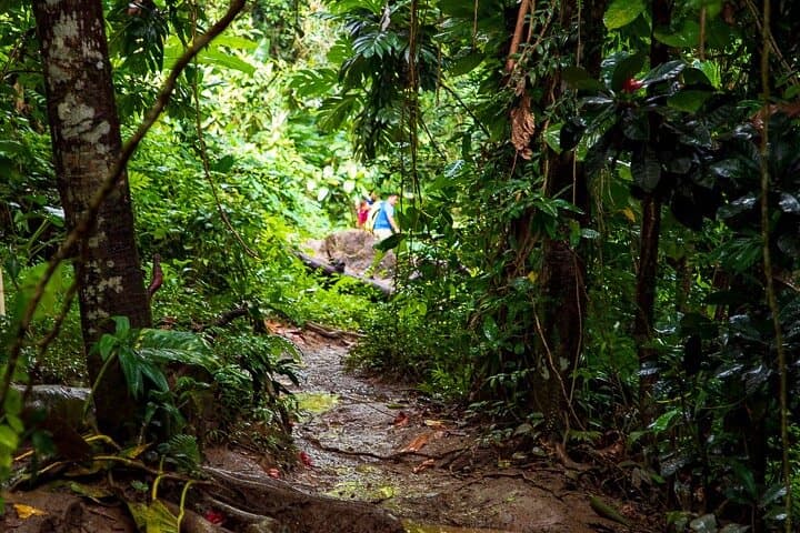 El Yunque & Las Tinajas: Rainforest Hike to Natural Pools from Dorado photo 4