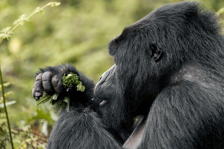 Full-Day Gorilla Trekking in Volcanoes National Park — Close Encounters with Mountain Gorillas