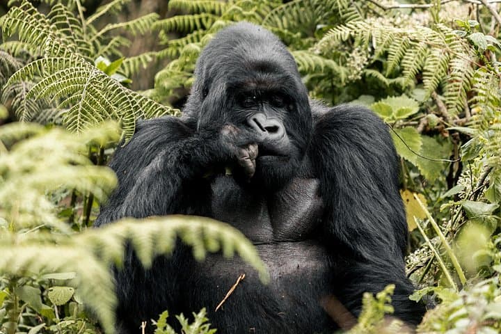Full-Day Gorilla Trekking in Volcanoes National Park — Close Encounters with Mountain Gorillas photo 2