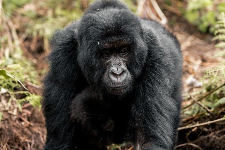Full-Day Gorilla Trekking in Volcanoes National Park — Close Encounters with Mountain Gorillas photo 3