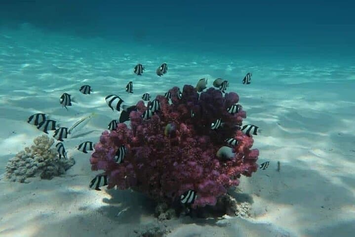 Private Glass-Bottom Boat Snorkeling to Paradise Island — 4-Hour Family Trip from Hurghada photo 6