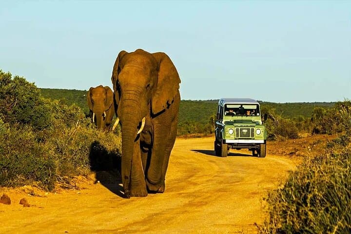Johannesburg to Cape Town 15-Day Private Adventure — Kruger Safaris, Drakensberg Hikes & Garden Route photo 6