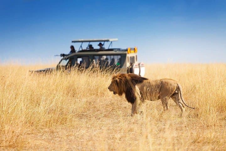 Half-Day Safari to Hluhluwe-iMfolozi: Big Five Game Drive from Richards Bay photo 4