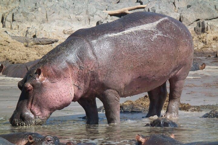 Two-Day Hluhluwe‑iMfolozi and iSimangaliso Safari: Big Five, Hippo Cruises & Coastal Game Drives photo 4