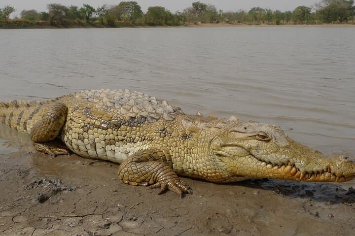 St Lucia Estuary Boat Cruise: Hippos, Crocs & Birds in iSimangaliso (Half-Day from Richards Bay) photo 5
