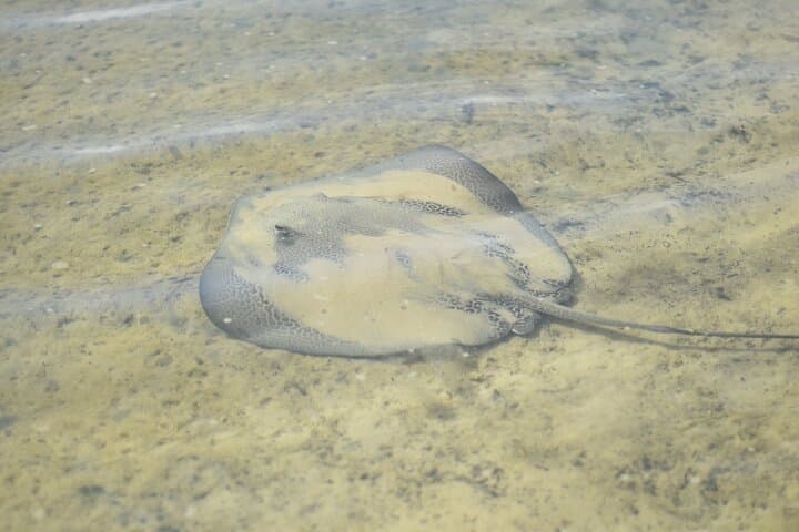 Paddle Noosa's Hidden Waterways: Mangrove Tunnels & Stingray Encounters photo 3