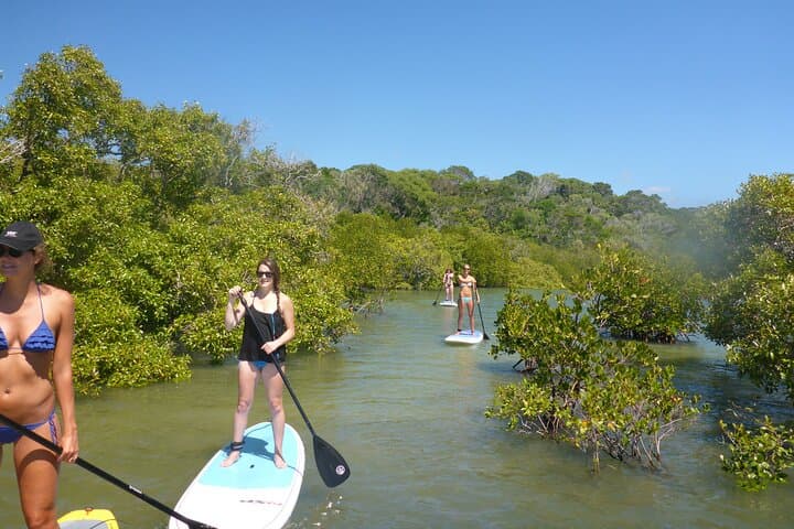 Paddle Noosa's Hidden Waterways: Mangrove Tunnels & Stingray Encounters