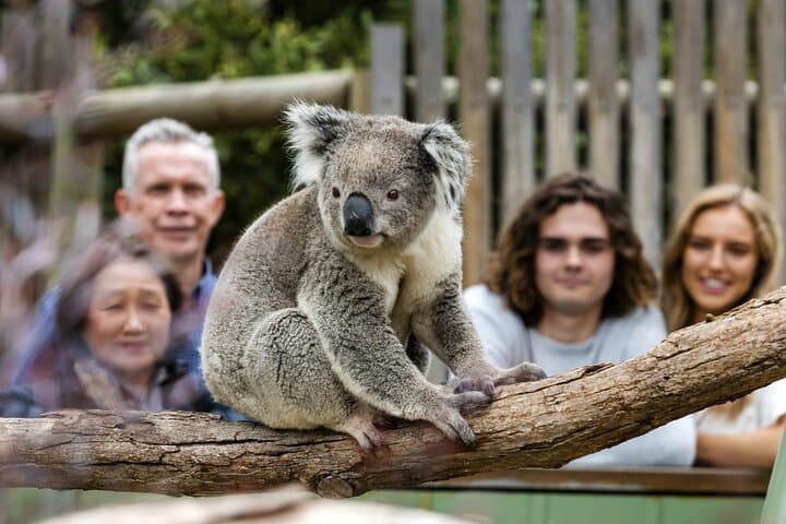 Phillip Island Penguin Parade, Nobbies & Brighton Beach — Full-Day Wildlife Tour photo 4