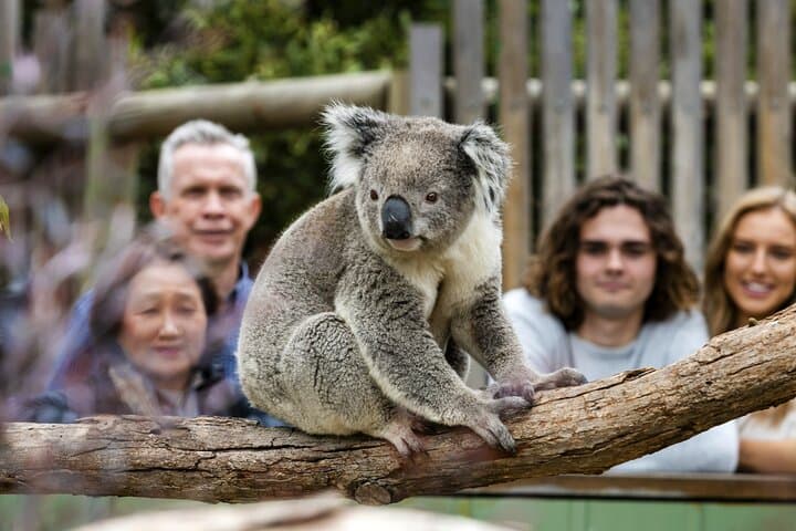 Private Day Tour: Phillip Island Wildlife & Brighton Beach Boxes from Melbourne photo 3